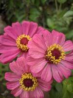 foto's van mooi bloemen, fotografen van natuurlijk scènes, sier- planten foto