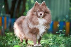 Pommeren spitz hond in de tuin foto