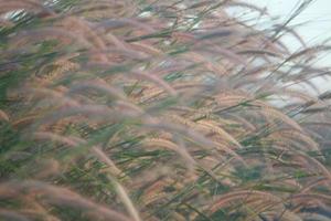 riet gras bloem in de zonsondergang foto