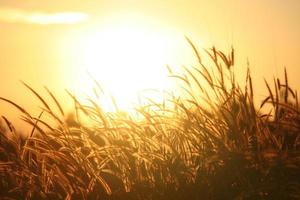 riet gras bloem in de zonsondergang foto