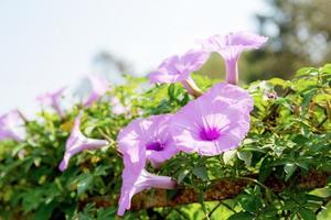 Purper bloem Bij zonlicht in zomer. foto