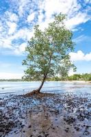 mangrove bomen toenemen alleen Aan de strand. boom in paradijs, mangrove hangende over- een strand. foto