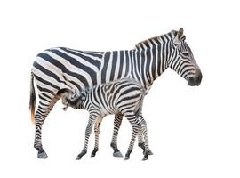 zebra was borstvoeding geeft foto