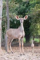 vrouw groter kudu foto