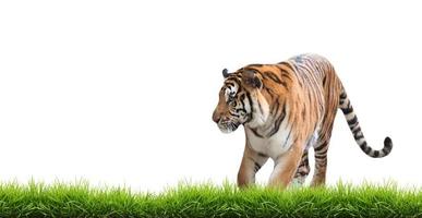 Bengaalse tijger geïsoleerd foto