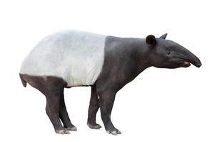 Maleise tapir of Aziatische tapir geïsoleerd foto
