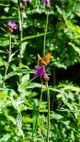 geel vlinder en Purper bloem in diep Woud natuur in de warm zomer seizoen in de Noorwegen platteland foto