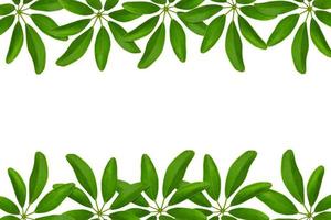 groen bladeren patroon, dwerg paraplu boom of schefflera arboricola,geïsoleerd Aan wit achtergrond foto