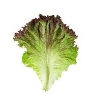 rood koraal sla geïsoleerd Aan wit achtergrond ,groente bladeren patroon ,salade ingrediënt foto