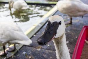 Cygnus buccinator in boerderij foto