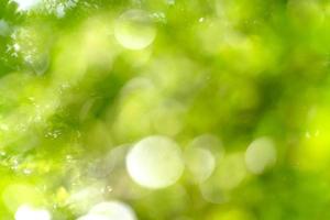 natuurlijke groene bokeh abstracte achtergrond, wazig getextureerd foto