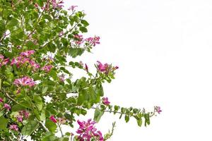 bauhinia purpurea boom geïsoleerd Aan wit achtergrond foto