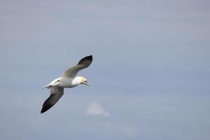 jan-van-gent, morus bassanus, in vlucht Bij bempton kliffen in yorkshire foto