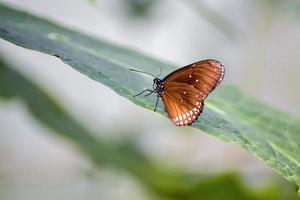 gemeenschappelijk kraai vlinder, euploea kern foto