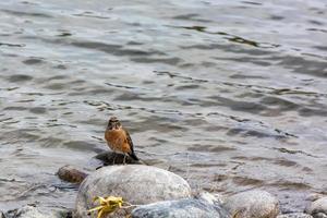 Amerikaans roodborstje, turdus migrerende, door de oever van de rivier foto