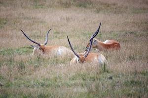 rood lechwe antilope houdende in de gras foto