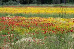 een veld met lentebloemen in de provincie castiglione del lago in perugia foto