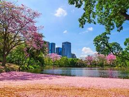 bloemen van roze trompet bomen zijn bloeiende in openbaar park van Bangkok, Thailand foto