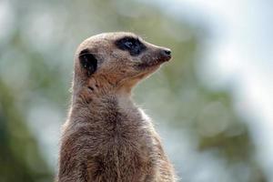 meerkat of suricate acteren net zo een schildwacht foto