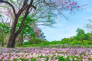 bloemen van roze trompet bomen zijn bloeiende in openbaar park van Bangkok, Thailand foto