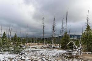 dood bomen in yellowstone nationaal park foto