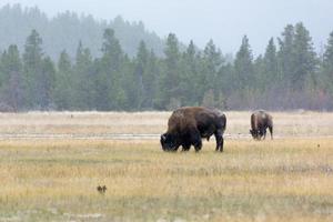 amerikaanse bizon in nationaal park yellowstone foto