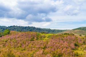 kers bloesems zijn bloeiend Aan de berg in phu lom kijk, phitsanulok provincie, Thailand. foto