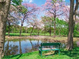 bloemen van roze trompet bomen zijn bloeiende in openbaar park van Bangkok, Thailand foto