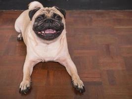 aanbiddelijk mopshond hond aan het liegen Aan verdieping Bij huis, 3 jaar oud, op zoek Bij de camera foto