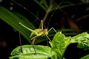 dichtbij omhoog van sprinkhaan Aan groen bladeren. foto