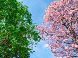 bloemen van roze trompet boom met groen bladeren boom Aan blauw lucht achtergrond. foto