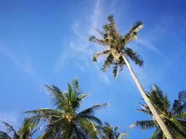 zomer natuur tafereel, tropisch planten, kokosnoot palm bomen Aan blauw lucht achtergrond. foto