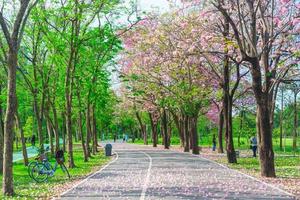 bloemen van roze trompet bomen zijn bloeiende in openbaar park van Bangkok, Thailand foto