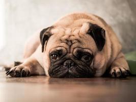 dichtbij omhoog van schattig mopshond hond aan het liegen naar beneden Aan houten verdieping Bij huis. foto