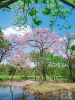 bloemen van roze trompet bomen zijn bloeiende in openbaar park van Bangkok, Thailand foto