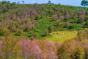 kers bloesems zijn bloeiend Aan de berg in phu lom kijk, phitsanulok provincie, Thailand. foto