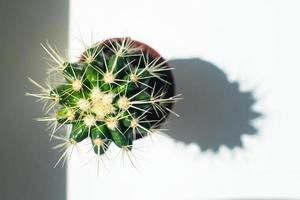 dichtbij omhoog van mooi cactus echinocactus in de zon Aan de venster. foto