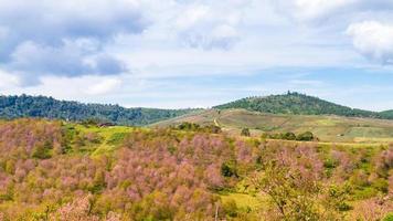 kers bloesems zijn bloeiend Aan de berg in phu lom kijk, phitsanulok provincie, Thailand. foto