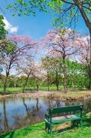 bloemen van roze trompet bomen zijn bloeiende in openbaar park van Bangkok, Thailand foto