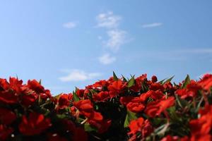 rood bloemen tuin blauw lucht foto