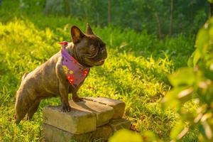 Frans bulldog Aan een achtergrond van groen gras. een hond in een Purper halloween bandana. foto