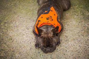 Frans bulldog in de tuin. een hond in een oranje bandana voor halloween. foto