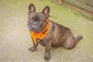 Frans bulldog in de tuin. een hond in een oranje bandana voor halloween. foto