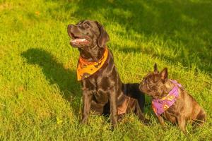 labrador retriever en Frans bulldog zittend Aan de gras. twee honden in een bandana voor halloween. foto