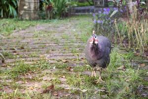 mooi Guinea kip in tuin foto