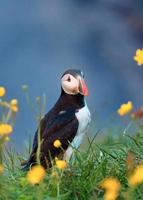 lief atlantic papegaaiduiker vogel of fratercula arctica staand met geel bloem Aan de gras door de klif Aan zomer in IJsland foto