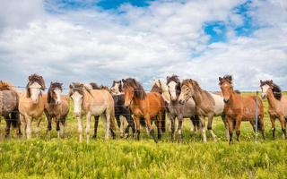 kudde van IJslands paarden staand Aan de veld- in de boerderij van toneel- landschap van IJsland foto