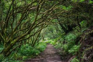 een mooi groen boom tunnel in noordelijk Californië. foto