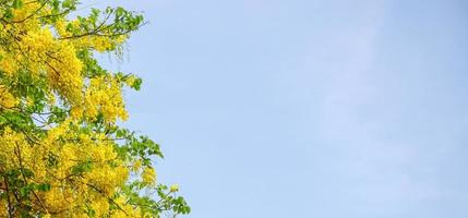 Bijsnijden visie van geel bloemen Aan licht blauw lucht achtergrond. foto