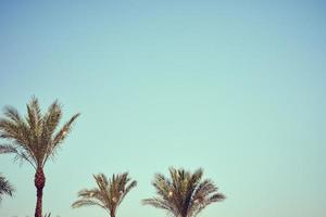 wijnoogst palm boom Aan een strand tegen blauw lucht in zomer, afgezwakt foto